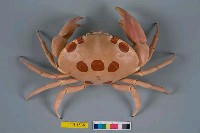 藏品(紅斑瓢蟹)的圖片